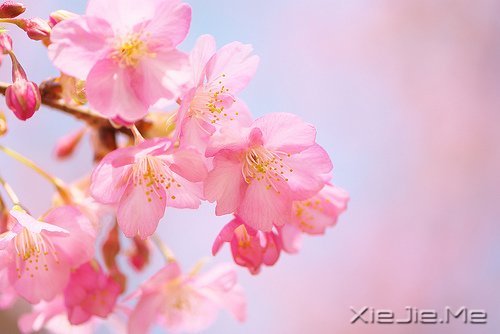 ����ʢ����������� (3)