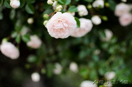 �������������Լ�һ��΢Ц (5)