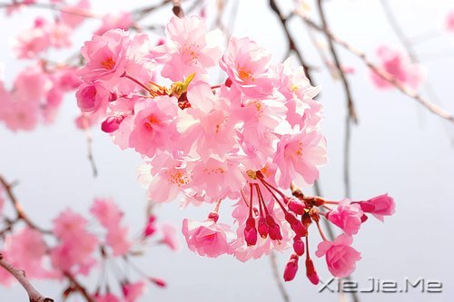 ·���ഺһ���ӣ��������ǳһ���� (8)