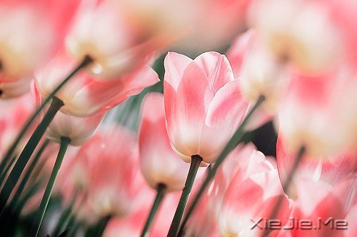 һ�����¹¶����������¹��� (8)