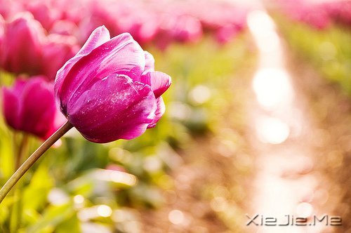 ���֣���ζ������ҩ (2)